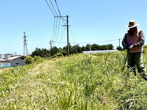 訳あり特価
2024後半の採取のホーリーバジルティー15g
（※別府温泉仕様は2025年分より）