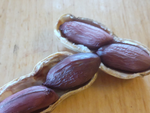 色付きゆで用落花生「はついろ」宅急便コンパクトいっぱい