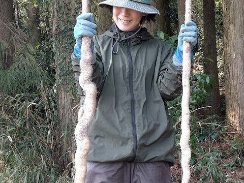 【掘りたてをお届け！】自然薯500g（カットしたものを真空パック）風味粘り格別 鳥取県琴浦町