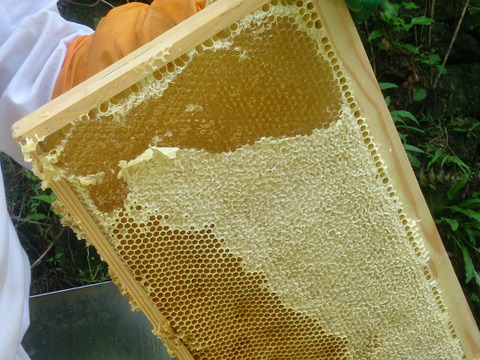和歌山だからこそ！な特徴ある蜂蜜の味比べ堪能セット(600g 各1本)