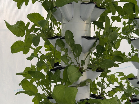 【限定】イタリアンパセリ100gディル30gルッコラ200gお料理で大活躍‼️アクアポニックス野菜🐟