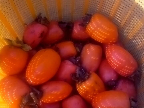 渋柿（筆柿）　自然栽培、肥料農薬不使用