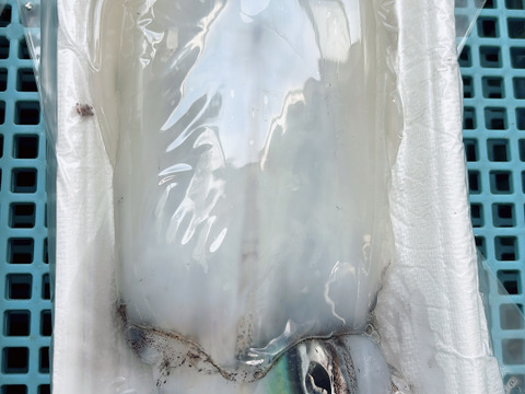 【釣りたて直送】天草・牛深産 釣りアオリイカ 400〜600g[1〜2杯]