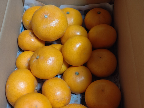 濃姫クイーン！せとか約3㎏滑らかジューシー！