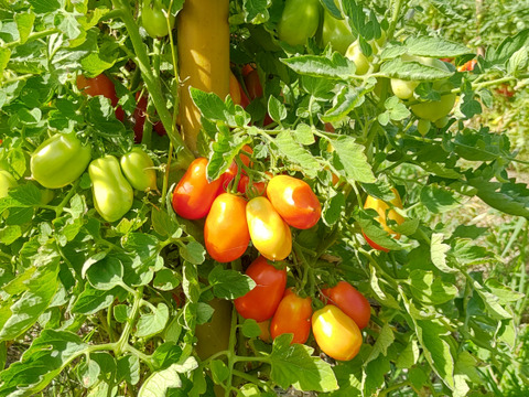 ドライトマト(塩味)【自然栽培、固定種のサンマルツァーノ種】