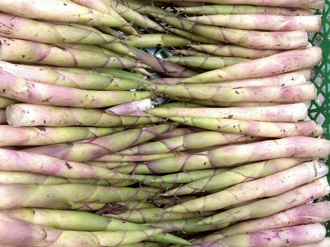 【太くて旨い】月山竹/すずこ/根曲がり竹/チシマザサ/標高800m以上の高地採取もの/並～中太【2kg】