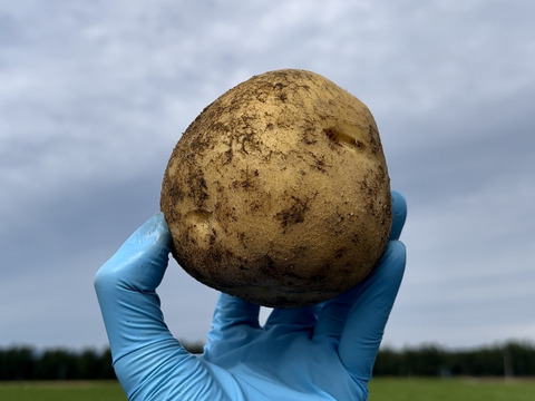 北海道産‼️【アスパラ】約500gと､ひと冬越して甘みが増した【濃い味とうや】約1.7kg×2袋