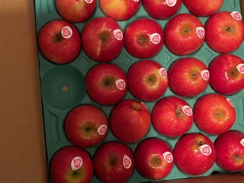 発送中🍎ピンクレディー®︎  5キロ箱 16玉〜33玉サイズ  長野県 信州 安曇野 リンゴ 幻 幻のリンゴ 予約 希少 ID64029 ピンクレディー