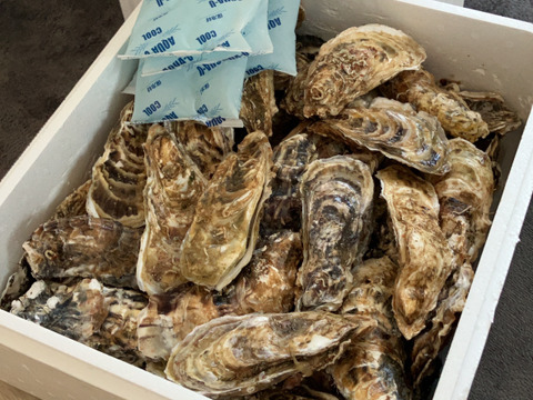 バラ牡蠣　 生食可　7kg （45～60個くらい）
