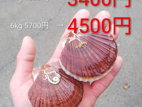 青森県むつ湾産ベビーホタテ