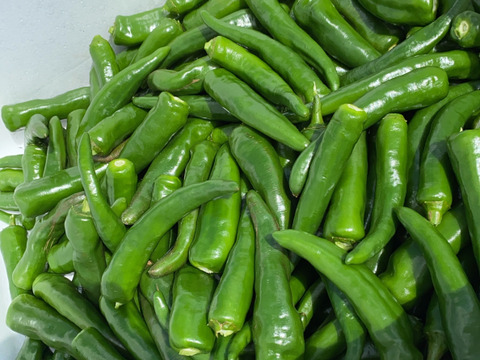 希少！韓国唐辛子【青】1kg　辛味控えめ　ぜひ生でどうぞ　フレッシュ唐辛子