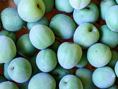 お家でうめしごと。☆梅シロップkit☆　初心者でも失敗しない梅シロップキットをお届けします！