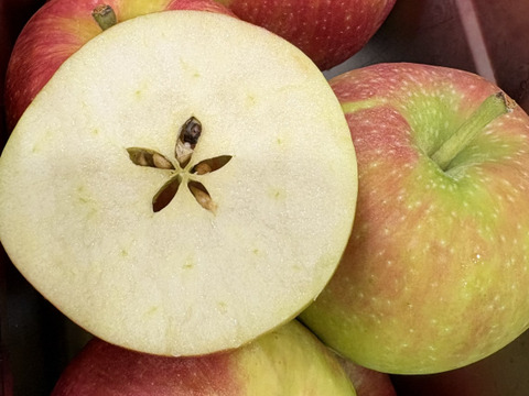 残り10ケース🍎訳ありシナノレッド5キロ箱 商品ID97539 長野県