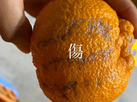 【家庭用】肥の豊　9キロ