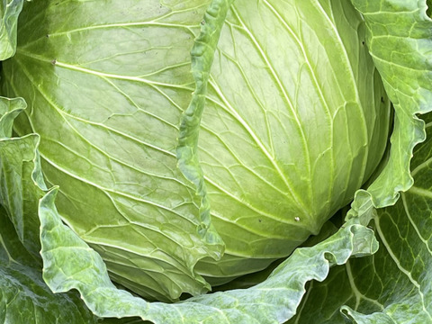 今が旬❗️甘〜い‼️大野ヶ原高原キャベツ🥬Sサイズx2p