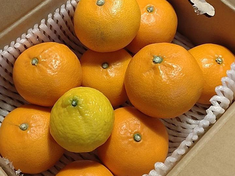 【柑橘の大トロ！】せとか（ご家庭用・２㎏）