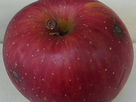 ★すぐに出荷★【加工用バラ詰め】サンふじ約4.5Kg　生食、ジュース、スイーツ、コンポート、すりおろし林檎　加工用・業務用🍎　青森県産