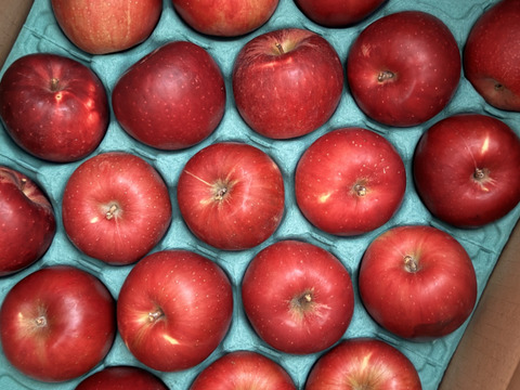 ～🍎陽だまりりんご🍎～お菓子作りに最適です！『太陽の恵みいっぱい紅玉』【規格外】　１６個から２５個入り