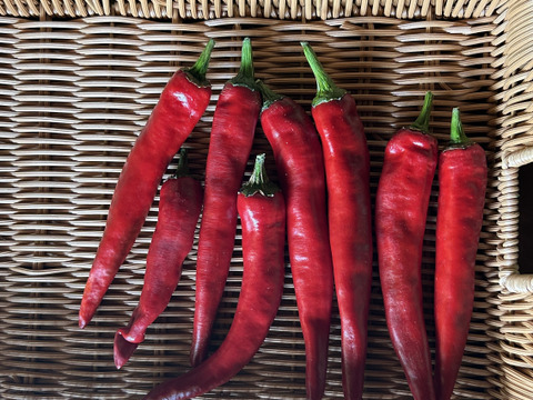 【採れたて発送】愛知県 豊田市旭産 韓国唐辛子（赤） 500g