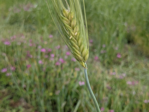 うどん　(乾麺)200g×4袋