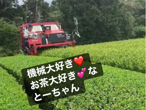 出来立てホヤホヤ【2026新茶】81才になりました父が今年も作りました❗️【カップに茶葉とお湯で簡単に飲んで茶葉も食べちゃお！】深蒸し茶　100g ３袋