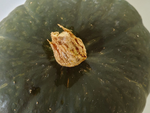 甘いかぼちゃ、ブラックのジョー