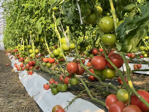 美味さの秘訣は【土耕栽培】にあり！　まーくんトマト　秀優品　八百結び農法　大玉トマト