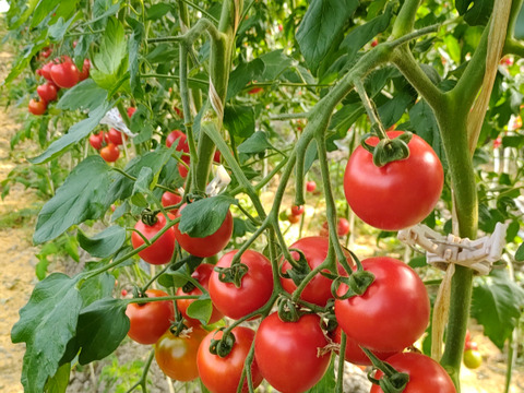 【毎日のサラダやお弁当に】甘すぎず、後味すっきり。果汁あふれる万能中玉トマト「フルティカ」１.７㎏箱