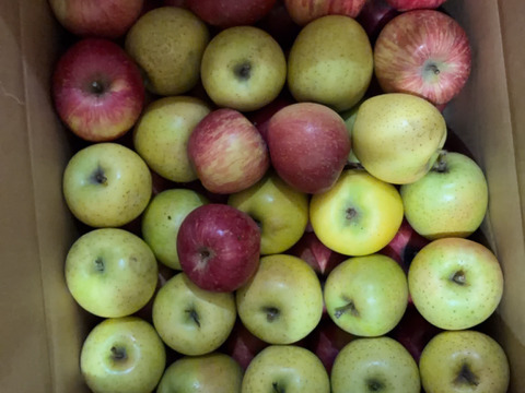 【完売御礼】スムージーやお菓子作りにたっぷり10kg🍎加工用りんご 農薬50%減・化学肥料不使用✨青森県特別栽培認証
