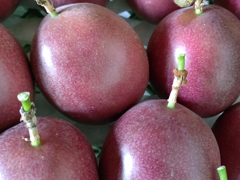 【ちょっと小さめだけど果汁たっぷり】食べ頃パッションフルーツ  20個入り