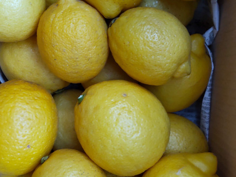 防腐剤、ワックス不使用　皮ごと使用  広島県産レモン良品　5ｋｇ