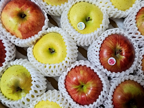 2024年産完売御礼✨特別栽培りんご🍎🍏おまかせりんご3種食べ比べ5kg🍎🍏 訳ありご家庭用 りんご詰合せ 化学肥料不使用 青森県特別栽培認証 皮ごとおいしい🍴