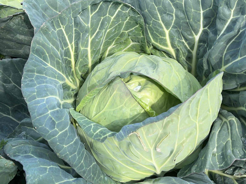 数量限定！納豆菌栽 淡路島甘蜜キャベツ　きゃべつ３個～４