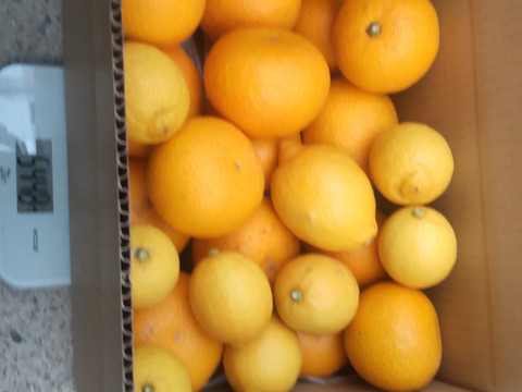 柑橘2種セット　今旬のはっさく、レモン5個、合計5kg