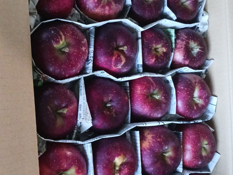 数量限定！訳アリ規格外！信州麻績村産の秋映5kg