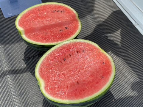 思わず笑顔が溢れる♡驚くほど甘〜い！祭りばやし大玉スイカ【4Lサイズ10〜12キロ/1玉】数量限定！