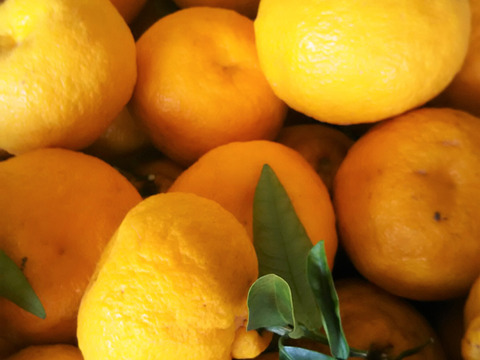 美々温活🥰【数量限定❗❗】子供に食べさせたい🍊🍊自然栽培デコポンと酸っぱい夏みかん5㎏（常温）