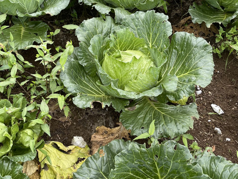 今が旬❗️甘〜い‼️大野ヶ原高原キャベツ🥬Sサイズx2p