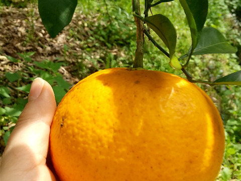 食べごろ！農薬不使用甘夏 5キロ