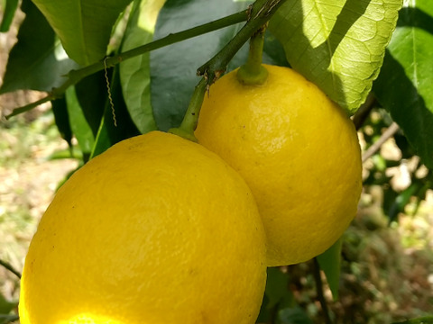 まるごと使えるレモン  1キロ