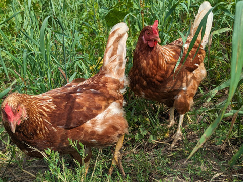【ワインぶどう名産地】純国産鶏種もみじ貴重な放牧飼いワイン卵　30個