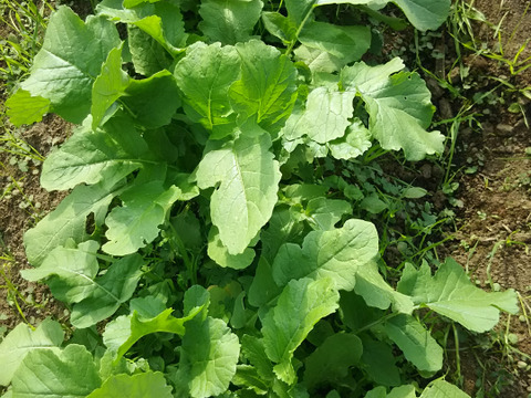 たっぷり大根葉🌱🌱【数量限定🌶️🌶️】 子供に食べさせたいばぁばのものすごい野菜😋🍙🥕