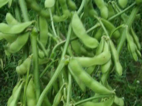 たっぷり枝豆とじゃがいものセット【数量限定❗❗】農薬と化学肥料を使わないで育てた野菜セット🥕子供に食べさせたいばぁばのモノスゴイ野菜🍅🍆🌽✨✨✨