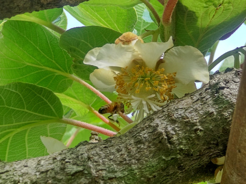 R7.秋の新蜜　西洋蜜蜂のはちみつ
大阪産　キウイ畑の生はちみつ
