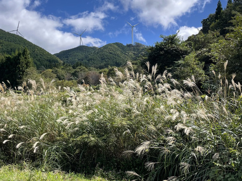 きてらのうまうま大豆-900g-農薬不使用-R7年産