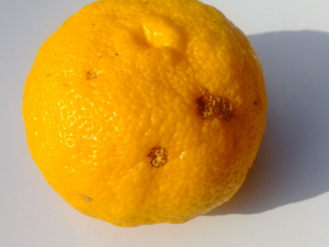 【栽培期間中農薬不使用】色々なサイズの柚子詰め合わせ【数量限定】