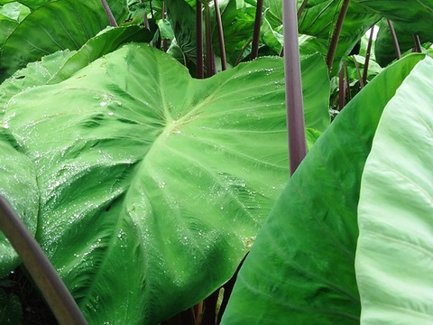 ＜うんまい！＞こんにゃく・さといも【１.５ｋｇ】