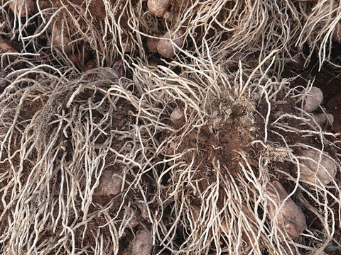 【農薬及び化学肥料不使用】ねっとり滑らかな里芋（3k）