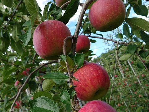 長野県専売リンゴ『シナノリップ』5㎏サイズ箱（13～20玉）夏においしいりんごです！