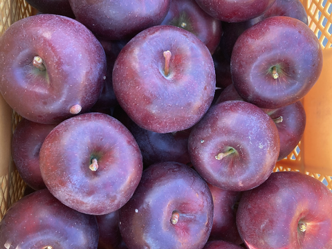 超希少高級りんご　葉取らずこうみつ　2キロ5-8入　蜜入チェック済！　すぐ発送‼️